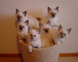 Fotos de gatos 8